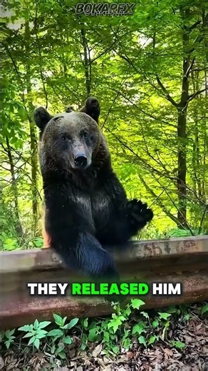 They Rescued This 300lbs baby… What He Did Later Was Unbelievable 🥺❤️ #viral #wholesome #animals