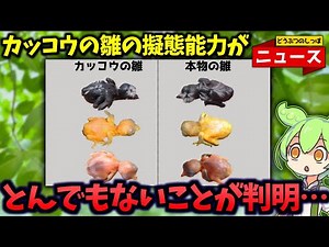 托卵の習性を持つ「カッコウ」彼らの巧妙な托卵方法とは！？