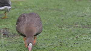 Lesser white-fronted goose, Anser erythropus, single bird on grass, captive