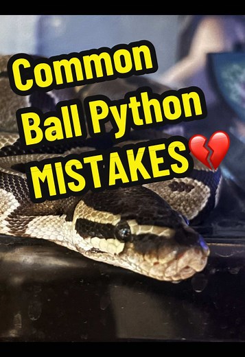 Avoiding Common Mistakes with Ball Pythons