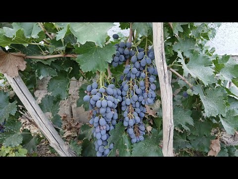 Harvesting Ripe Purple Grapes 🍇🌿 | Sweet Autumn Vineyard Pick 🍂