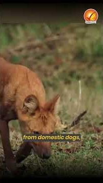 This Wild Dog Hunts Better Than Tigers