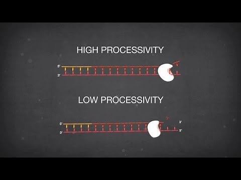 DNA polymerase properties for PCR