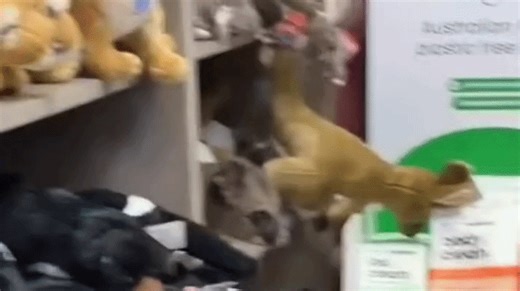 Possum Hides Among Plush Toys at Aussie Airport Gift Store