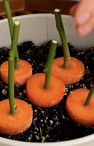 Ready, Set… Grow! The Planting Season Starts Now! | 5-Minute Recycle