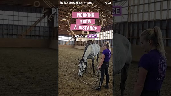 (42) equine bodywork: building trust through distance with bella equine bodywork