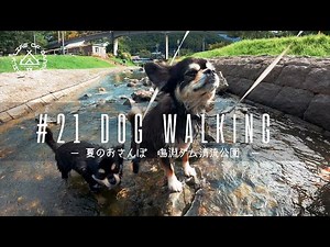 【犬とおでかけ】ワンコと川遊び｜夏のおさんぽ
