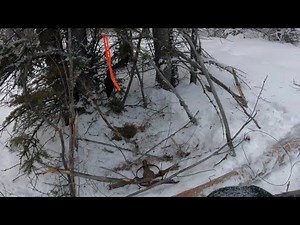 Alaska Wolverine and Wolf Trapping 2023 (Episode 3)