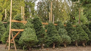 Which stores in Macon have live Christmas trees available? Here’s where to buy & when