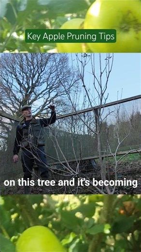 Essential Fruit Tree Pruning 🍎 Tips: Shape, Spur, and Boost Your Harvest!