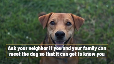 What To Do If Your Neighbor’s Dog Won’t Stop Barking.