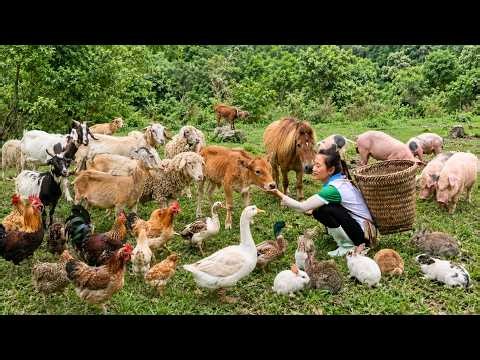180 Days Building My Dream Forest Farm with Cows, Goats, Chickens, Ducks & Rabbits | Farm Girl Daily