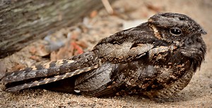 Gular Fluttering Dissipates Heat — Biological Strategy — AskNature