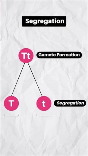 Law of Segregation | Genetics Class XII #shorts #neet #biology