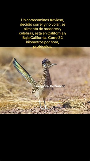 El correcaminos que dejó al coyote con el pico abierto 🏜️🐺 En las áridas llanuras de San Quintín, Baja California, un ranchero viejo llamado Don Pancho contaba esta historia verdadera con mezcal en mano ☕🌵. Un coyote flaco 😩 vio a un correcaminos jugoso picoteando un escorpión 🦂. “¡Hoy como pollo del desierto!”, pensó, y ¡zas! persecución total 🏃‍♂️💨. Pero el correcaminos (Geococcyx californianus) 🐦 no es tonto: odia volar, así que usó su cola larga como timón 🎯 y corrió a 32 km/h const