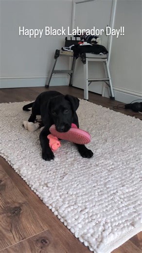 3 comments | Happy Black Labrador Day!!!! Moose is a little croc stealer which, when the floor is slippy, is not a great game to play (got to protect those little legs) 臘 What does your Labrador like to steal? Elsa loved to carry shoes round and hide them but Poppy was never interested in retrieving anything 藍 #blacklabradorday #moosethepup #thewanderingdog #instadog #dogsoﬁnstagram #doglover #labrador #puppylove | The Wandering Dog | Facebook