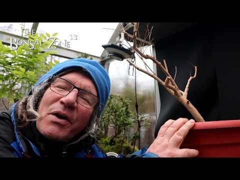 Repotting My Crepe Myrtle Tree, The Bonsai Zone, April 2026