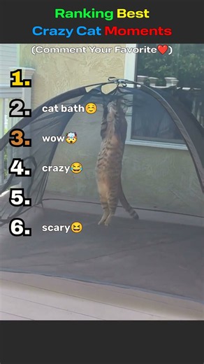 🐱🤯 6 CRAZIEST Cat Moments Caught on Camera! #shorts #viral #crazycats #funnycats #cats #fyp