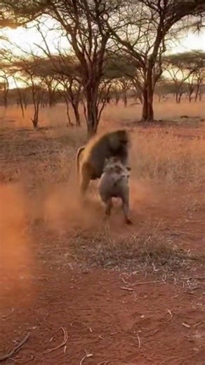 What if animal fight: Baboon vs Boar - Battle of the Beasts! #animalfight #tiger #Babon #boar