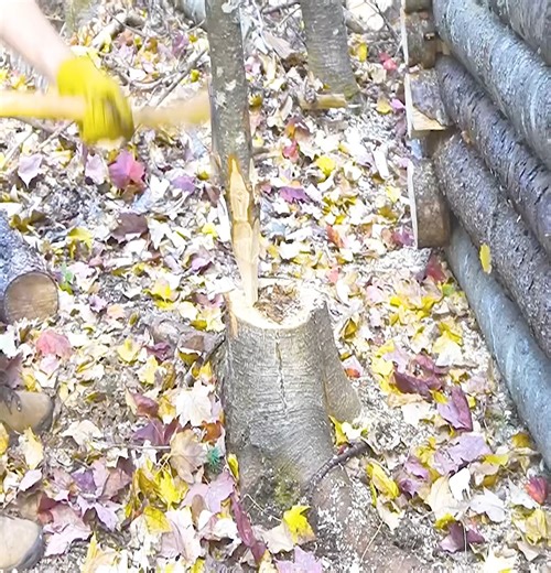 268K views · 2.7K reactions | Building a secret bushcraft cabin for survival and heating with a wood stove, Joshua Gammon | Thomas Wilderness | Facebook