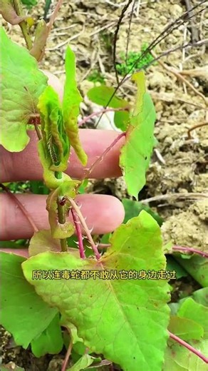 Podophyllum hexandrum, also known as snake-backed thorn, gets its name from the fact that its ent...