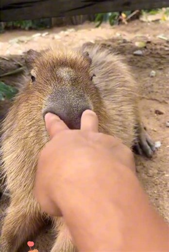 Capybara: El adorable amigo de América