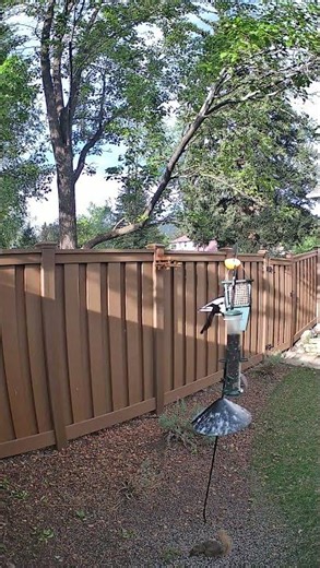 Nutty Neighbors Gone Wild! #squirrel