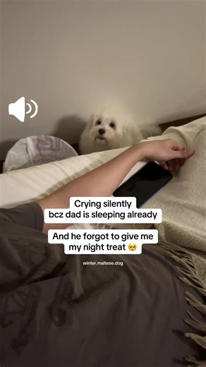 Adorable Maltese Dog Cries for Night Treat