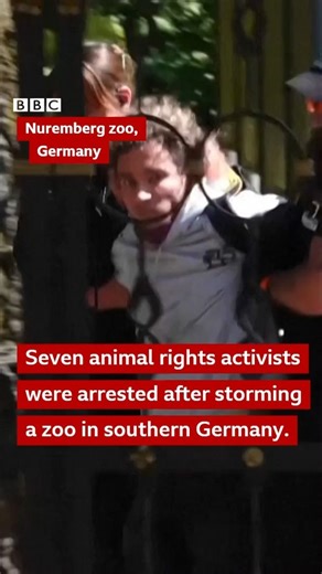 A zoo in the southern German city of Nuremberg has culled 12 healthy Guinea baboons due to overcrowding in their enclosure. 📺 Our What in the World team unpick the arguments for and against keeping animals in zoos - watch on YouTube: https://bit.ly/475yo5F | BBC World Service