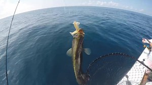 1K views | 101 Fishing for Triple Tails. Use a D.O.A Shrimp @doa_fishing_lures they cant resist them. Would you agree Capt Blair? @addictivefishing | Fishingfins | Facebook