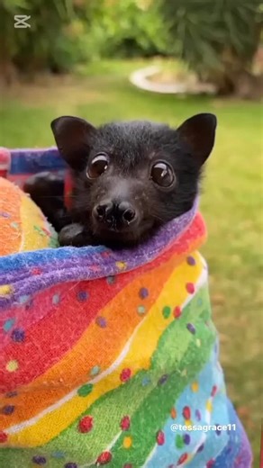 Bat Lovers on Instagram: "- If you are a #bat lover Tap♥️ & drop your comment! Follow us to get any videos, pictures, posts and quotes about bats🦇🦇🦇 . Follow @lovers.bat 🦇🦇🦇 ❤️ credit goes to the respective owner DM for perfect credit or remove it ❤️ - Tag someone who needs to see this💙 - Credit: 📸 @tessagrace11 - - - #bat #batlover #batphotos #batvideosss #bats #batworld #batfarm #batgirl #batpower #batcare #ilovebats #batparty #bathub #batresearch #batpig #batman #batflip #batforce #ba