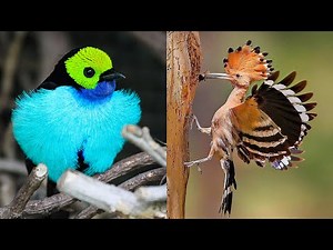 10 Exotic Birds You Can Keep As Pets!