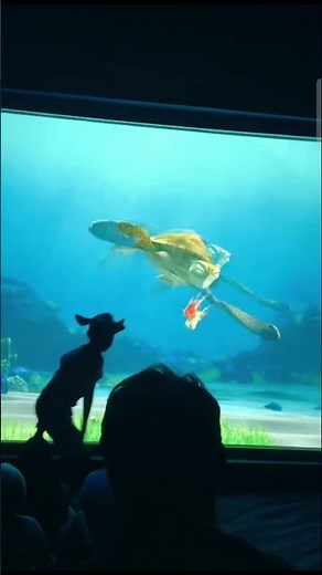 Turtle Talk With Crush Clip - Destiny from Finding Dory Joins Crush & Dory 2