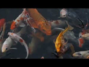 Koi Fish in Japanese Religious Traditions