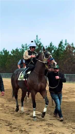 Exciting Horse Racing Action: Quarter Mile Races