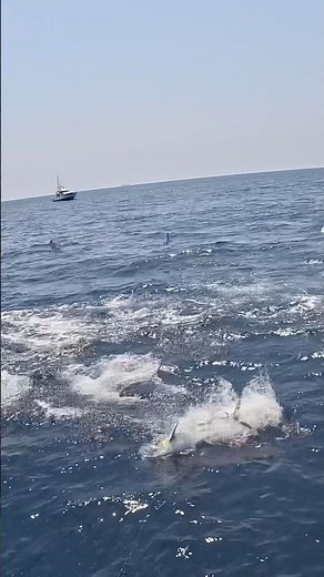 Suddenly, my motivation switch was flipped on... [Yellowfin Tuna] @ALUREFC