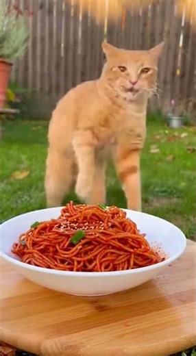 😂🍜What Happens When a cat Eats Spicy Noodles? #funny #rottweiler #pets #animals