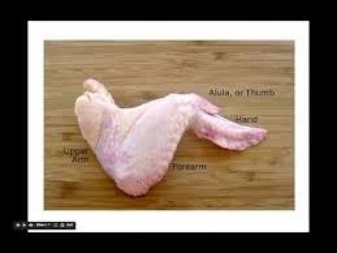 Chicken Wing Dissection Instructions
