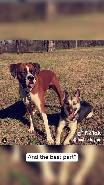 Small business in Pa- US patented product, US manufactured. Help us grow! Our dog tie out stakes are NO JOKE! Our system will hold 2 XL breed dogs AND keep them from tangling. Can’t get a fence for your dogs- our system is more affordable! Thank you all for liking and checking us out! #dogs #doglife #pets #fypage