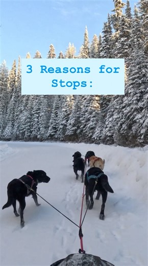 As chaotic as things seem at the startline, the rules for stopping on the trail are different. Stopping and waiting quietly is rewarded with a speed burst- but only after I cue movement. Not if they try to go on their own! They almost hold their breath they are so still! It’s a true contrast to the barking and bouncing that is allowed as part of their warmup at the startline. . Don’t mistake this calmness for being tired though. They do not get tired enough for fatigue to handle this. In fact, i