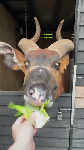 Ever wanted to meet a critically endangered Bongo? 🦌 During our unforgettable Keeper for a Day experience, our expert keepers bring you up close with a range of species, including Taronga's resident Bongo, Ekundu. Run, don't walk - our 20% Spring Saver offer is only available until 30 November. Don’t miss your chance to go behind-the-scenes at Taronga and witness the magic of wildlife up close, all at a huge discount. Book today and save at taronga.org.au/sydney-zoo/keeper-for-a-day-adult | Tar