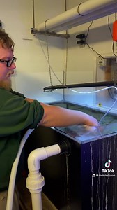 Go behind-the-scenes with aquarium keeper Drake to learn about one of the largest Seahorse species in the world, Pot-bellies seahorses! 💦🌊 | The Toledo Zoo