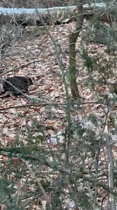 Have a new Quillpig friend on the job. #bradfordcountypa #Pennsylvania #logging | Hibbs Logging