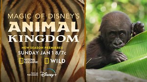 'Magic of Disney's Animal Kingdom' returns to National Geographic and Disney  in early 2023