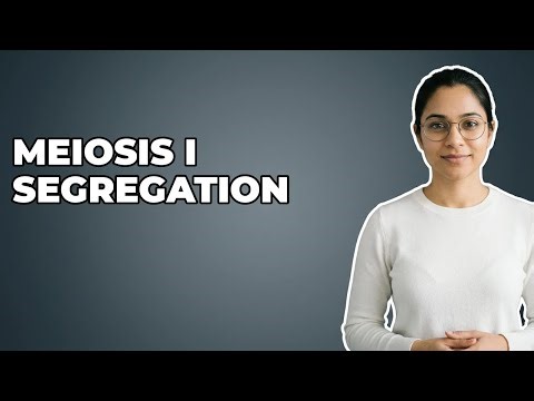 When Do Homologous Chromosomes Segregate In Anaphase I?