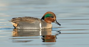Green-winged Teal Similar Species to, All About Birds, Cornell Lab of Ornithology
