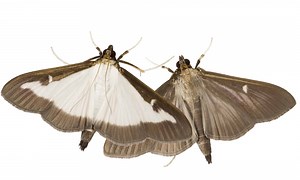 Box Tree Moth