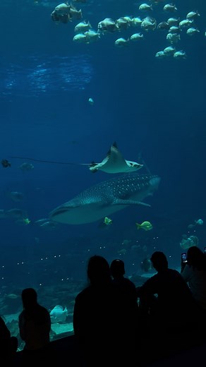 Experience the Georgia Aquarium's Whale Shark Encounter