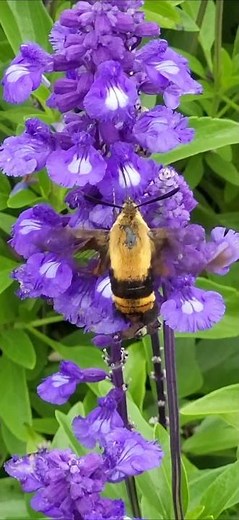 A Hummingbird Moth (Clearwing)