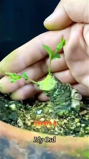 #shorts Bonsai Seedling Shaping: From Rough Trunk to Miniature Masterpiece